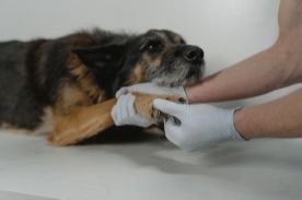 Vet tech examining patient.
