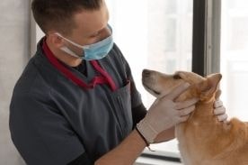 veterinarian examining dog.