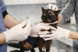 veterinarian and vet tech treating cat.