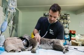 vet tech examining patient.