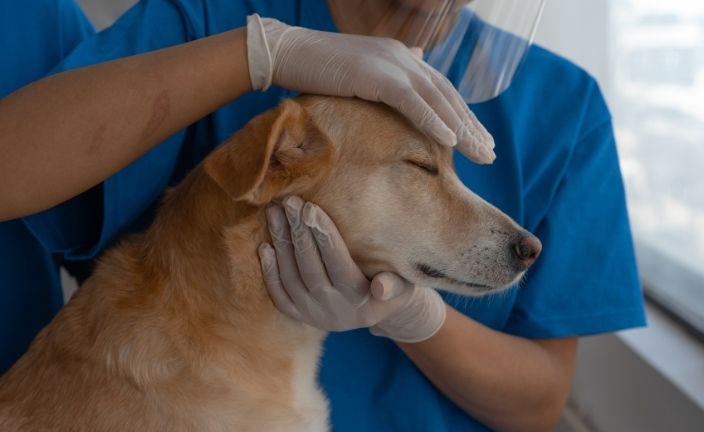 vet tech with dog.