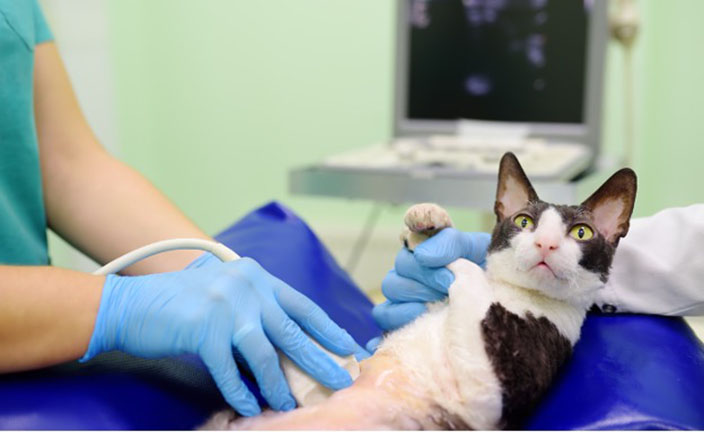 Cat being restrained while a technician performs an abdominal sonogram.