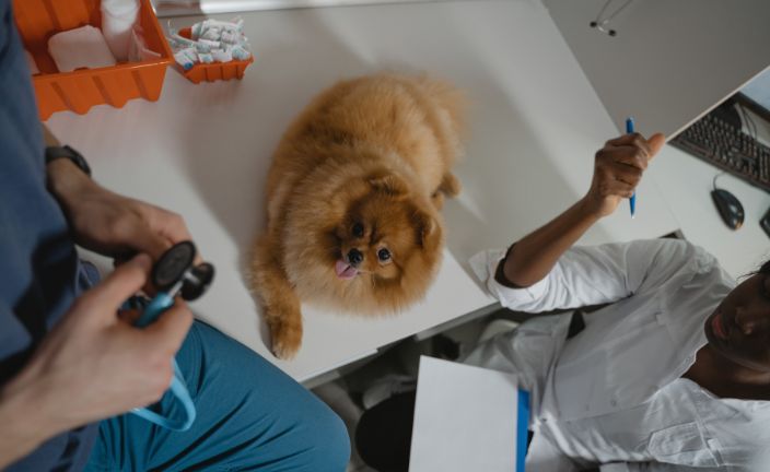vet and vet tech examining dog.