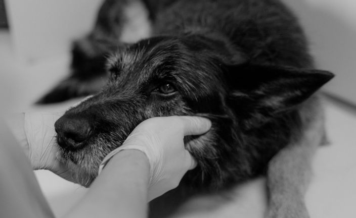 Black and white photo of vet tech holding dogs head.