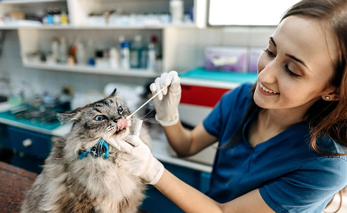 Veterinary technician examining long haired cat in vet office.