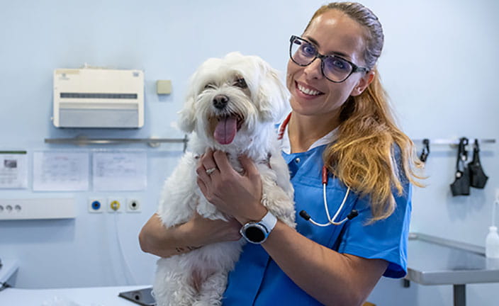 Veterinary technician in blue scrubs holding medium sized white dog in a veterinary exam room.