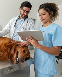 Veterinary Assistant and Veterinarian checking a Golden Retrievers medical history on a tablet.