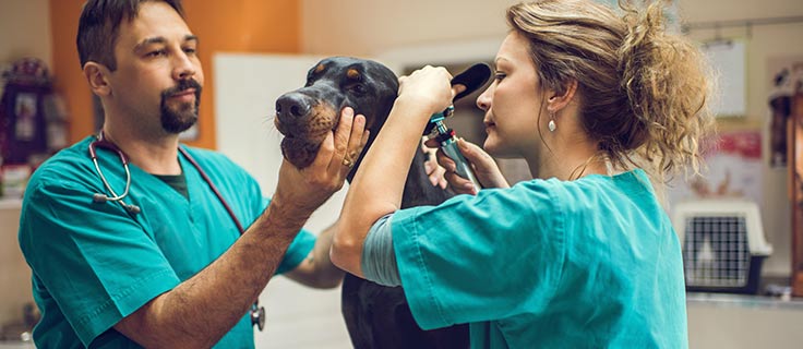 Veterinary Technicians perform an ear examination on a dog.
