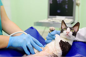 Black and white cat getting an ultrasound in vet clinic.