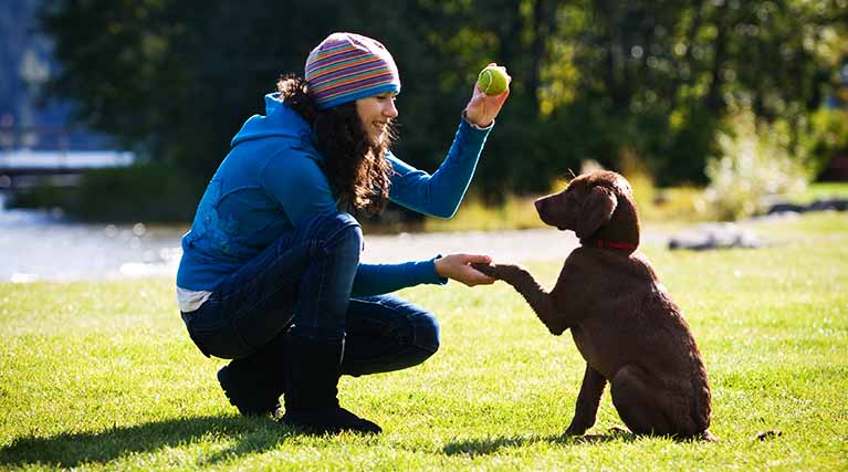 Dog obedience instructor cheap training program