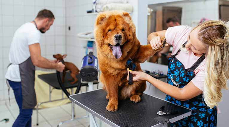 Pet Grooming Training for Your Workforce Penn Foster