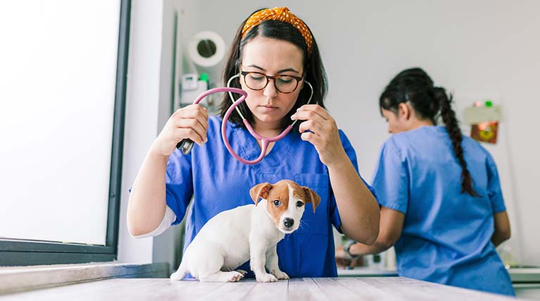 woman with a stethoscope examining a puppy.