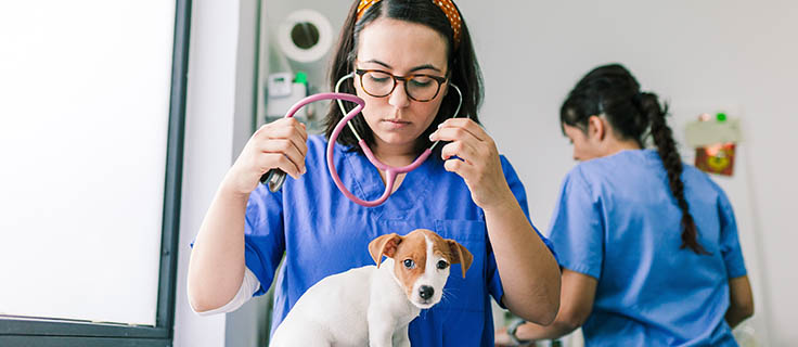 woman with a stethoscope examining a puppy.