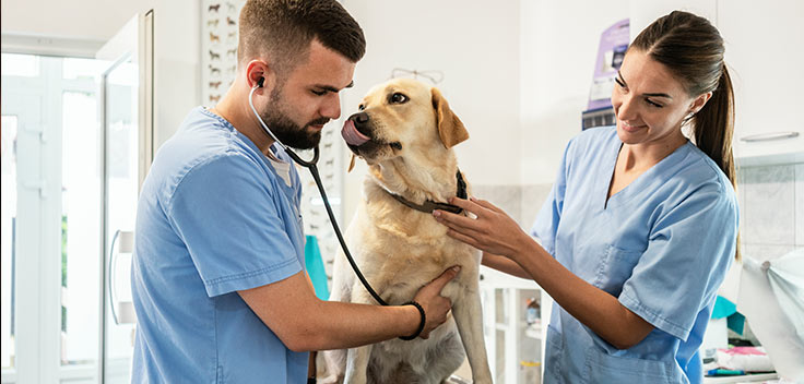Veterinary workers performing a medical examination on a dog.