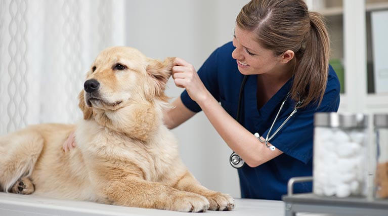 veterinary technician checks dog's ear.