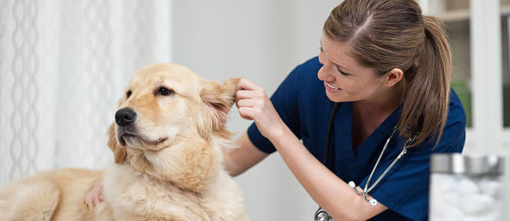 Penn Foster Veterinary Assistant Program Online Veterinary Assistant Training for Employees | Penn Foster